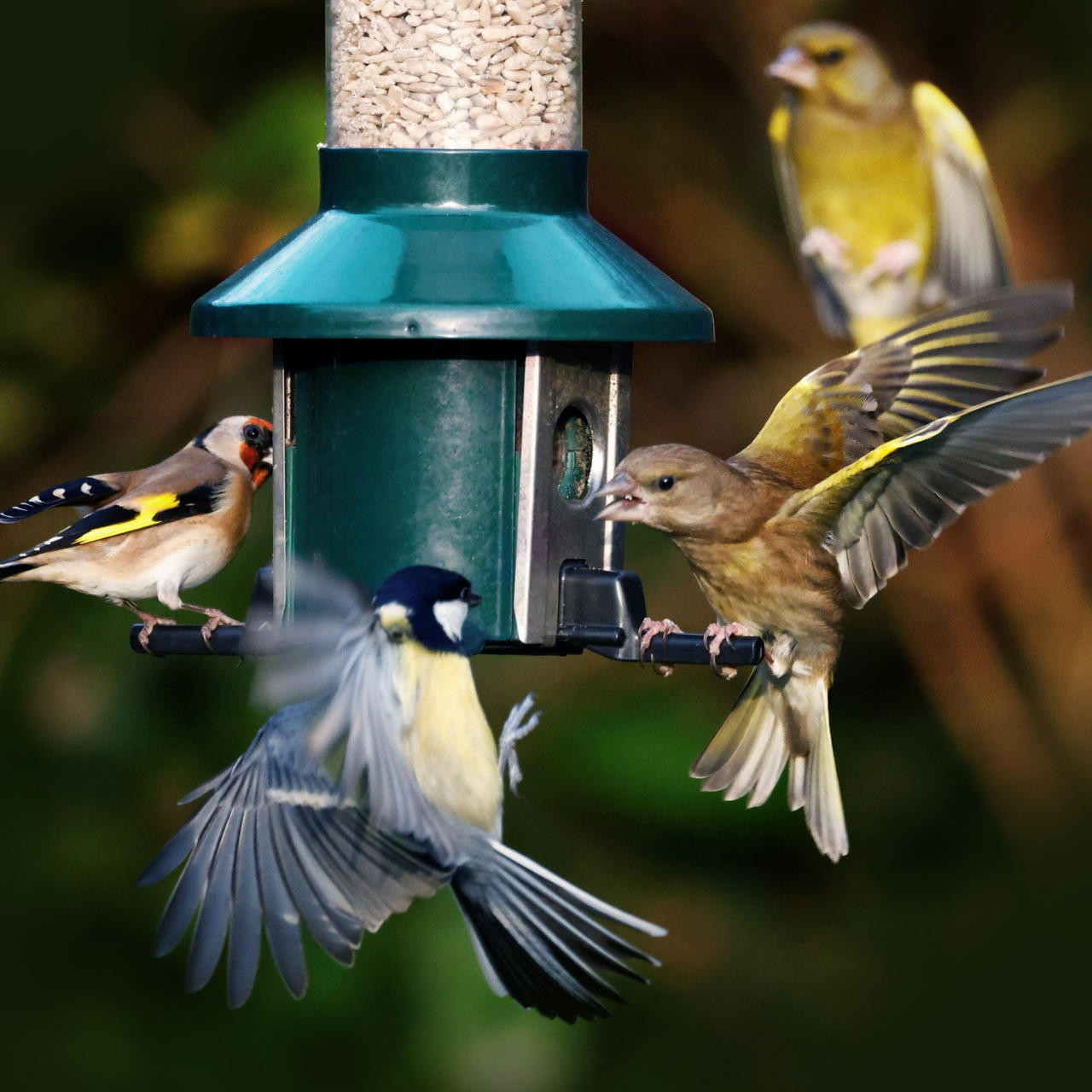 Bird Feeding – Roamwild