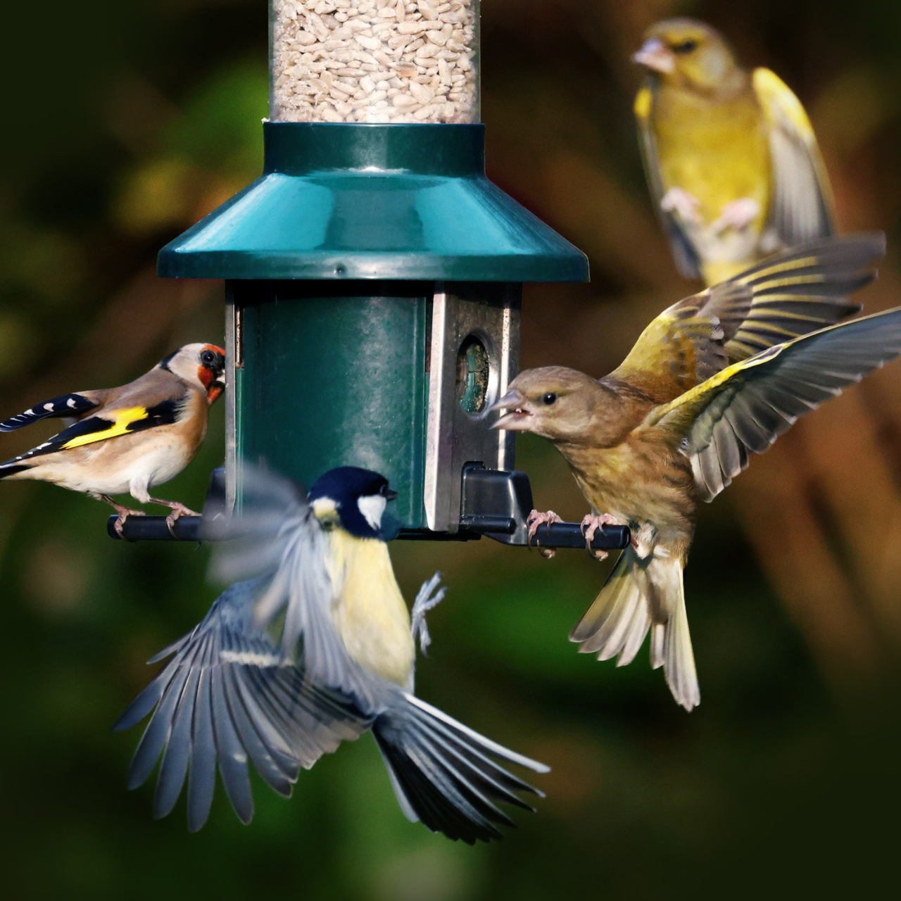 Bird Feeding