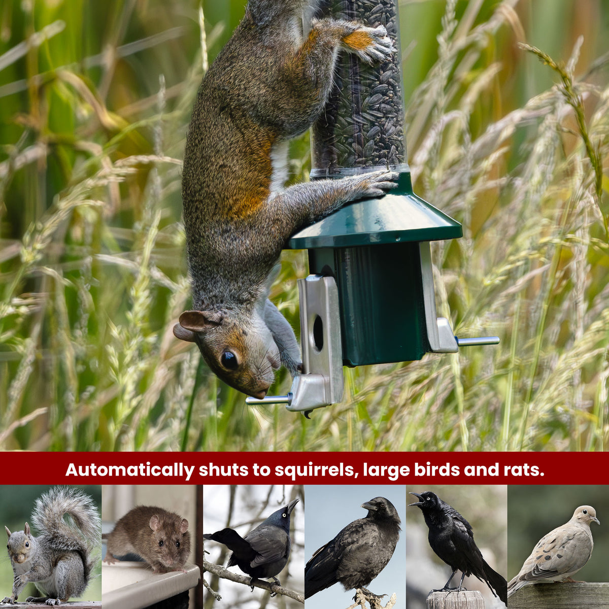 Roamwild PestOff Squirrel Proof Bird Feeder 2.0: feeding port closed under a squirrel