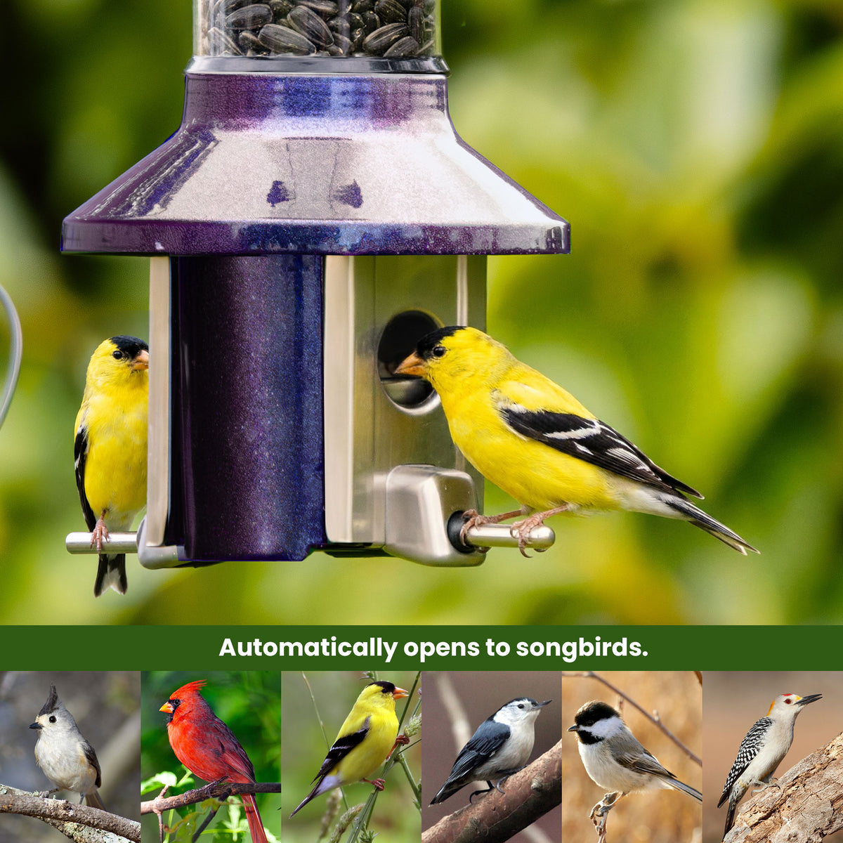 Roamwild PestOff Squirrel Proof Bird Feeder 2.0: feeding port open for a songbird