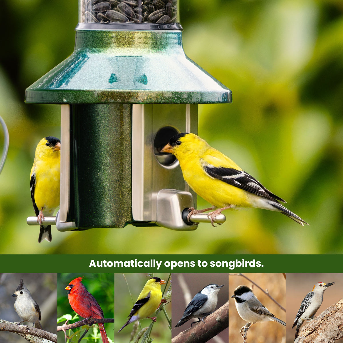 Roamwild PestOff Squirrel Proof Bird Feeder 2.0: feeding port open for a songbird