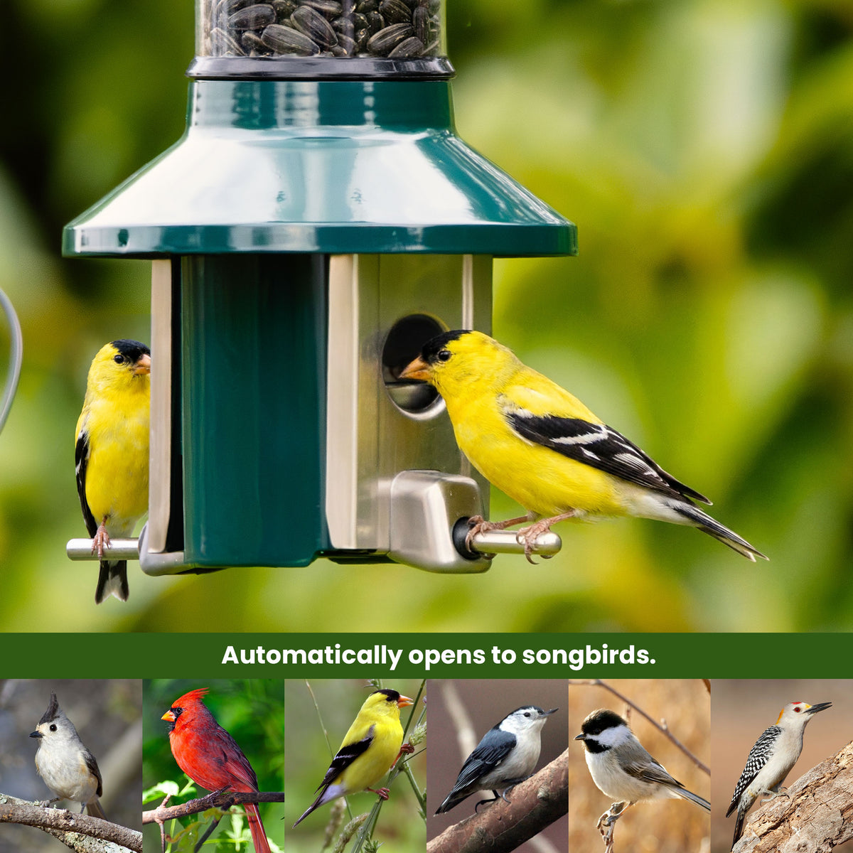 Roamwild PestOff Squirrel Proof Bird Feeder 2.0: feeding port open for a songbird