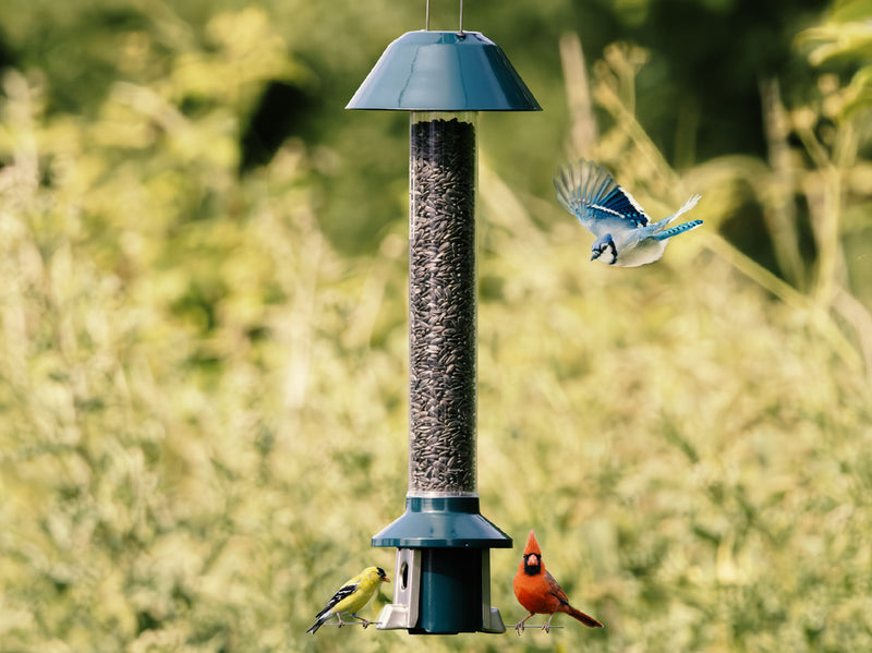 Bird Feeders & Wildlife