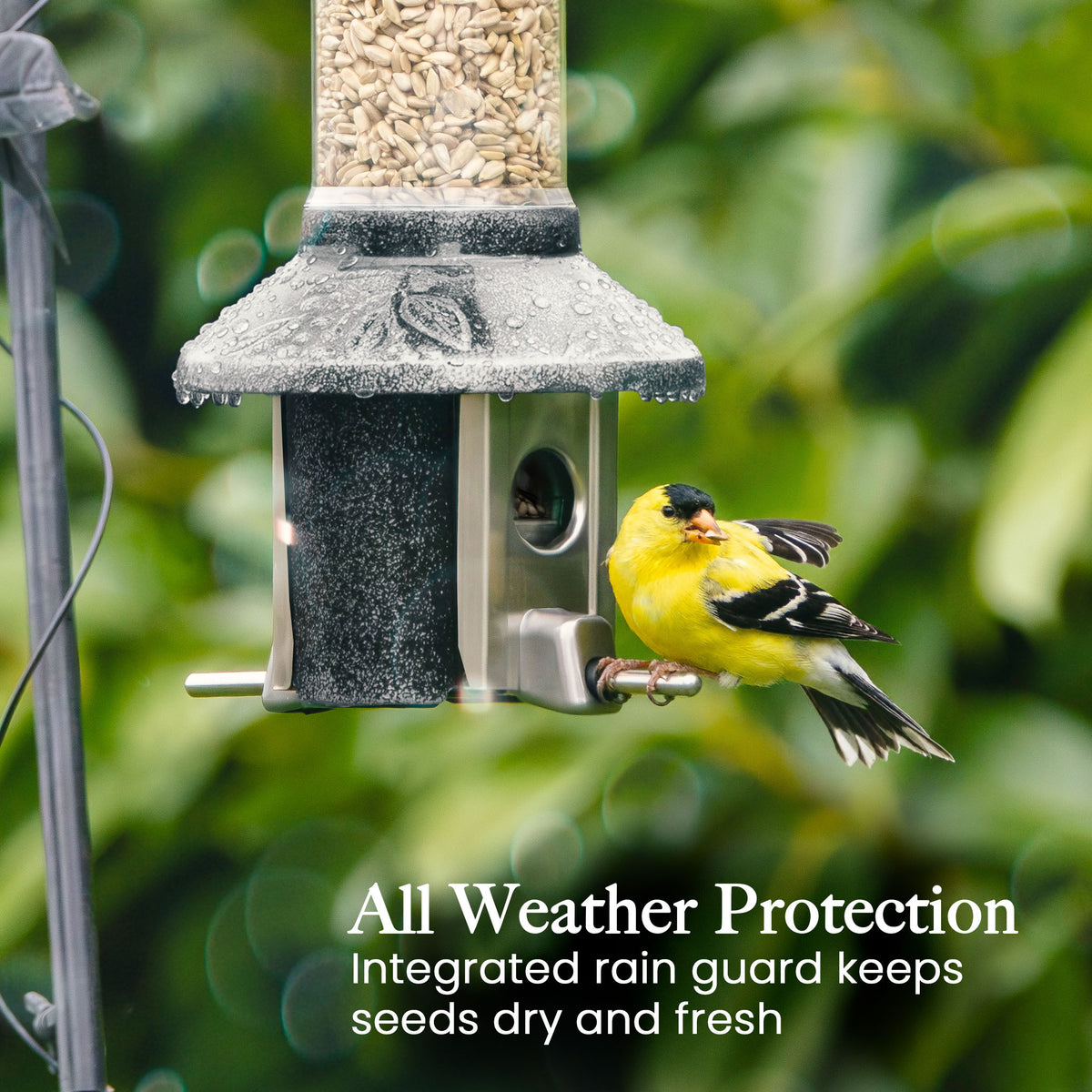 Roamwild PestOff Squirrel Proof Bird Feeder 2.0: rain guard keeping seed dry