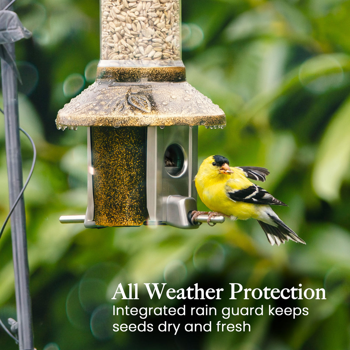 Roamwild PestOff Squirrel Proof Bird Feeder 2.0: rain guard keeping seed dry