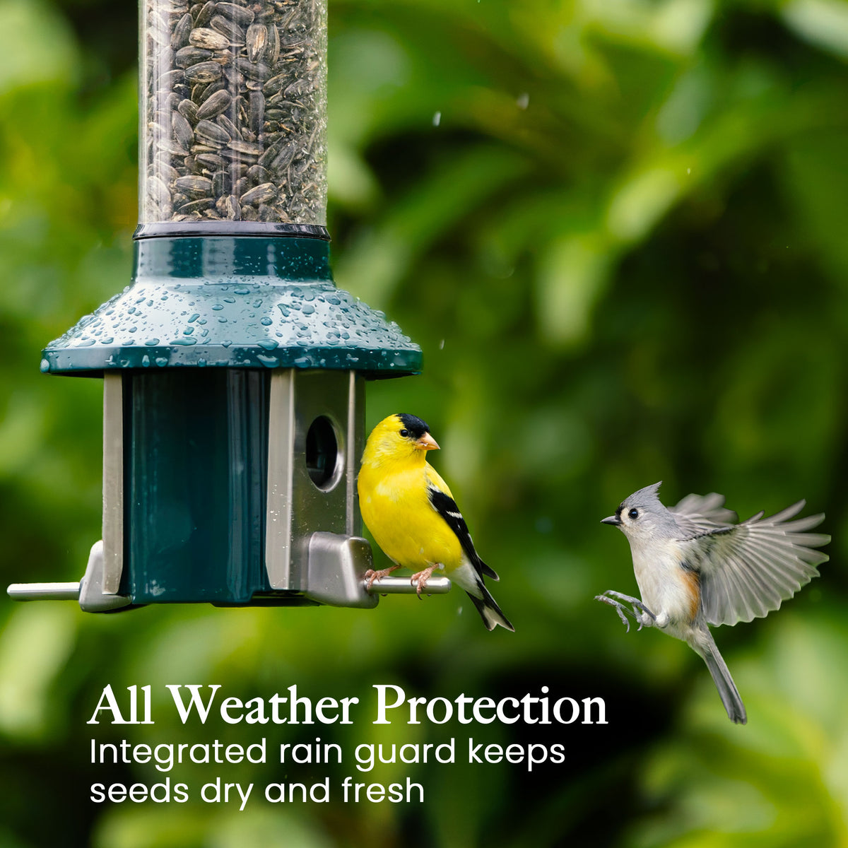 Roamwild PestOff Squirrel Proof Bird Feeder 2.0: rain guard keeping seed dry