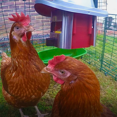 Roamwild PestOff Rat Proof Chicken Feeder