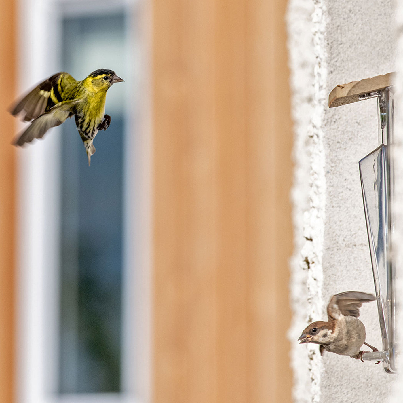 Roamwild Arch Window Bird Feeder